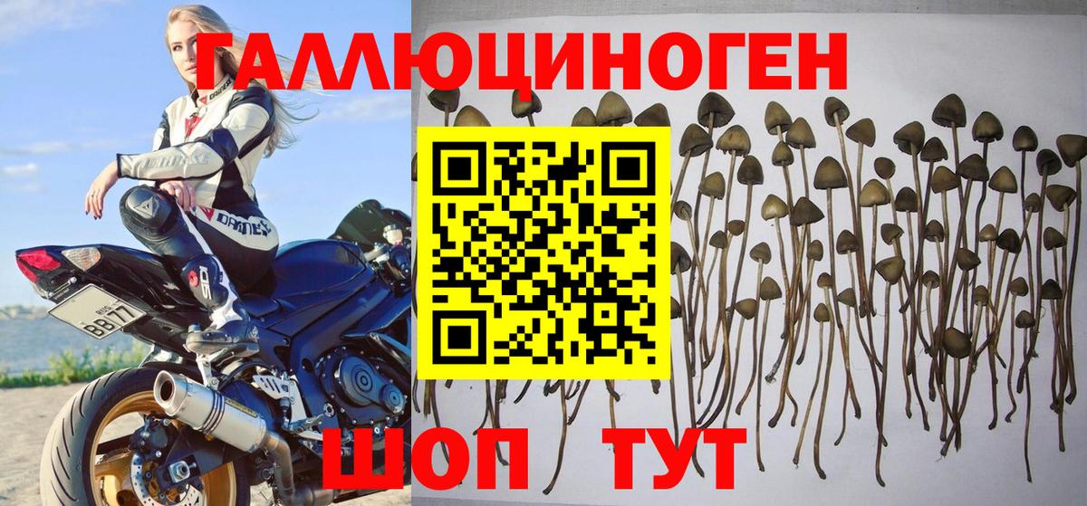 купить наркоту  Псилоцибиновые грибы Cubensis  Сердобск  Галлюциногенные грибы ЛСД 